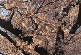 六実さくら通り