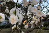 六実さくら通り