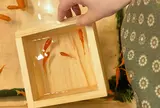 浅草きんぎょ