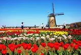 オランダ風車リーフデ