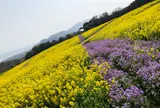 あわじ花さじき
