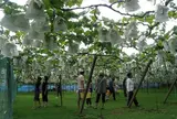 加藤ぶどう園