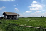 成東・東金食虫植物群落