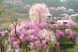桜山公園