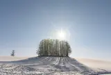 マイルドセブンの木