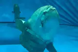 アクアワールド茨城県大洗水族館