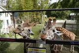 サユリ・ワールド