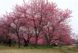 古河総合公園
