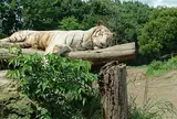 群馬サファリパーク