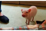 mipig cafe（マイピッグカフェ） - マイクロブタのおうち -