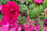 そらの花畑 世羅高原花の森