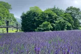 たんばらラベンダーパーク