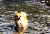 わたらせ橋