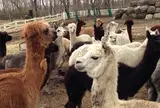 アルパカ牧場 那須ビッグファーム