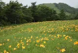 霧降高原
