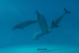 宮島水族館 みやじマリン