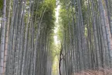 竹林の小径