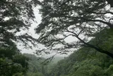 灰ヶ峰