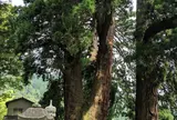 栢野の大杉