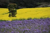 あわじ花さじき