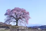 わに塚のサクラ