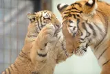 京都市動物園