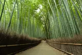 竹林の小径
