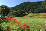 日向彼岸花の里