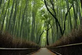竹林の小径