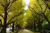 明治神宮外苑銀杏並木
