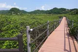 種子島マングローブパーク
