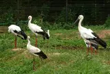 兵庫県立コウノトリの郷公園