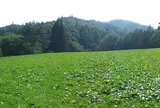 デンデラ野