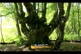 あがりこの森