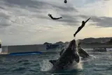 鴨川シーワールド