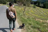 大山千枚田