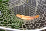 開成水辺フォレストスプリングス