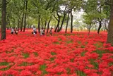 巾着田