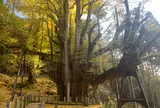 菩提寺の大イチョウ