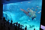 沖縄美ら海水族館