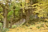 常瀧寺の大イチョウ「乳の木さん」