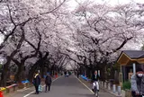 谷中霊園