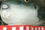 唐戸市場