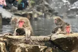 地獄谷野猿公苑