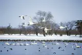 瓢湖水きん公園