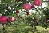 赤来高原観光りんご園