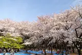 飛鳥山公園
