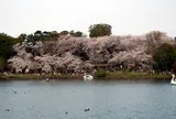 洗足池公園