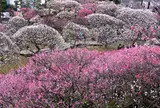 3月　池上梅園　梅