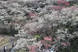 3月　高尾梅郷